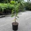 Lisa Atemoya GRAFTED TREE for sale