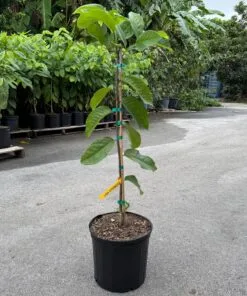 Lisa Atemoya GRAFTED TREE for sale
