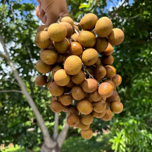 buy Biew Kiew Longan