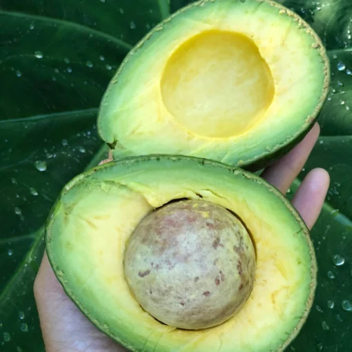 buy avocado online