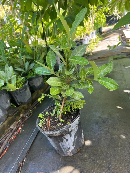 buy Imbe TREE online