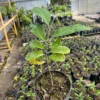 buy Ilama TREE online