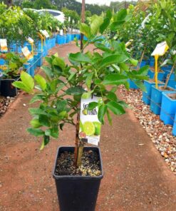 lime tree for sale