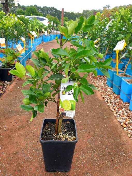 lime tree for sale