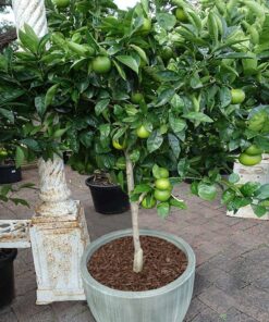 lime tree for sale