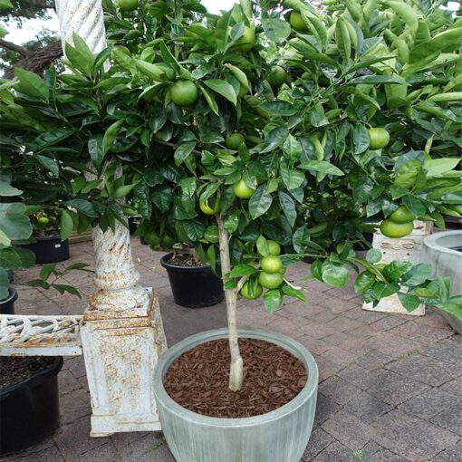 lime tree for sale