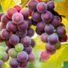 Red grapes for sale