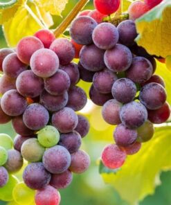 Red grapes for sale