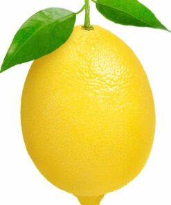 Fresh lemon for sale