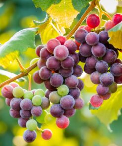 Red grapes for sale