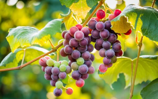 Red grapes for sale