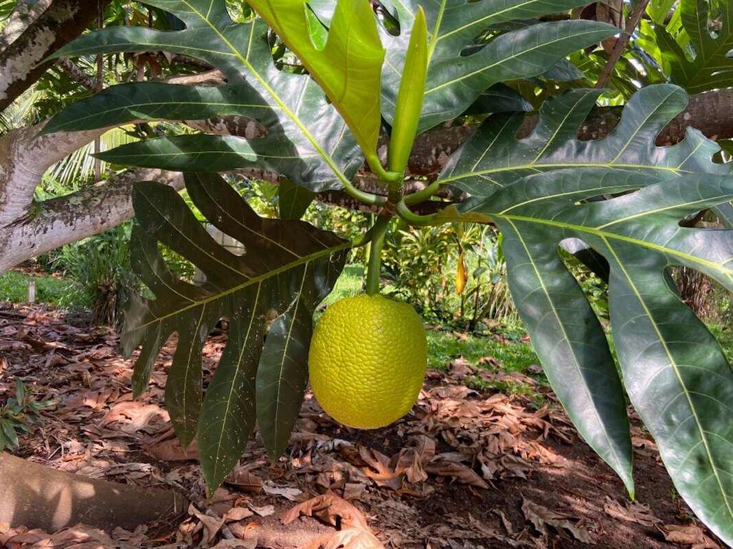 breadfruit
