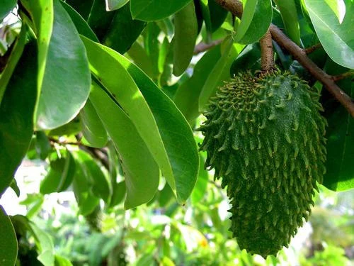 Soursop for sale
