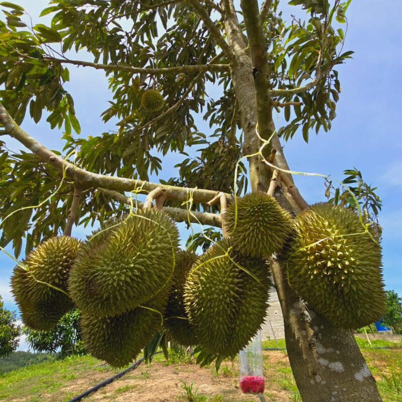 Musang King Durian