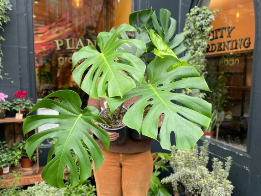 Monstera Deliciosa for sale
