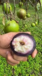 Star Apple