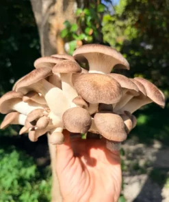 Black Pearl Oyster Mushrooms