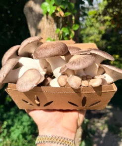Black Pearl Oyster Mushrooms