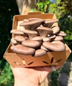 Blue Oyster Mushrooms