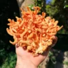 Cordyceps Mushrooms