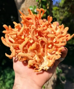Cordyceps Mushrooms