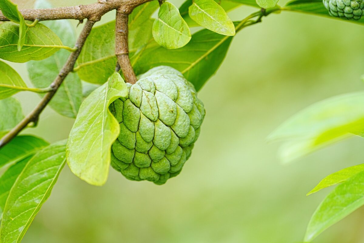 Sweetsop