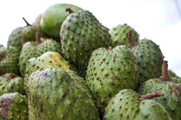 Soursop Near Me